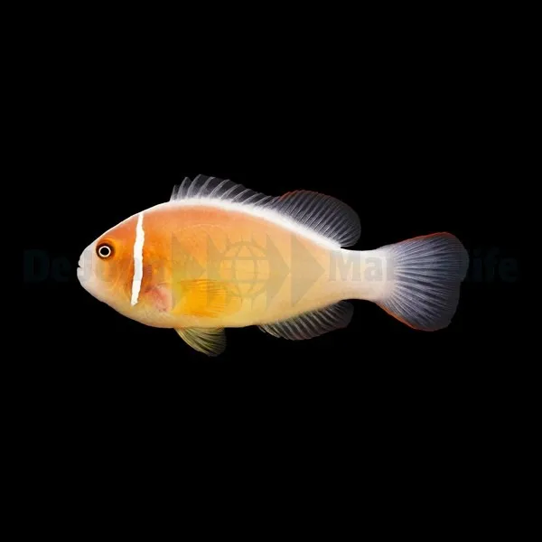 Amphiprion perideraion | M