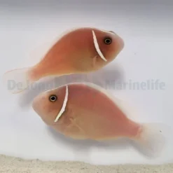 Amphiprion perideraion (pair) | All sizes