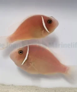 Amphiprion perideraion (pair) | All sizes