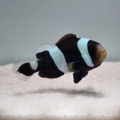 Amphiprion polymnus | M