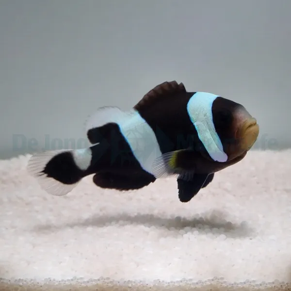 Amphiprion polymnus | M