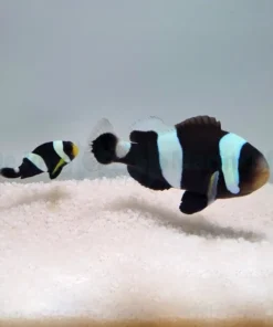 Amphiprion polymnus (pair) | All sizes