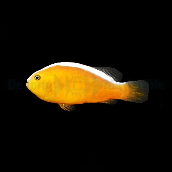 Amphiprion sandaracinos | S