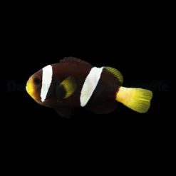 Amphiprion sebae | L