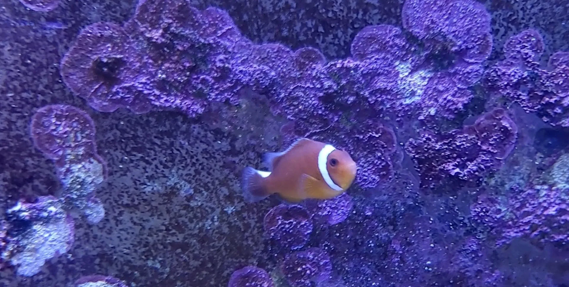Amphiprion thiellei | All sizes