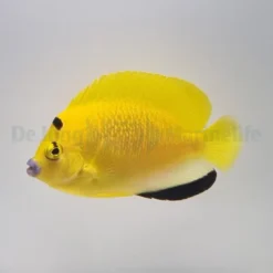 Apolemichthys trimaculatus | S
