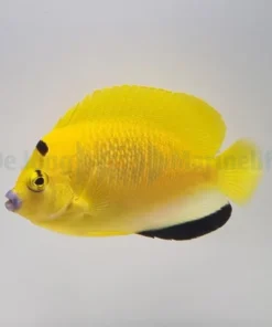 Apolemichthys trimaculatus | L