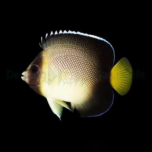 Apolemichthys xanthurus | L