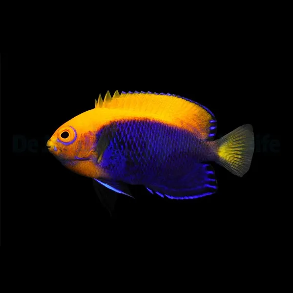 Centropyge acanthops | S