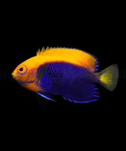 Centropyge Acanthops | Size M