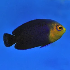 Centropyge argi | S