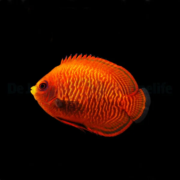Centropyge aurantia | S
