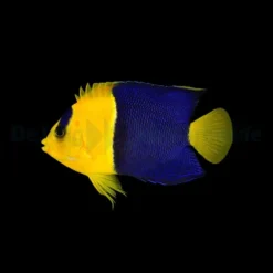 Centropyge bicolor | S