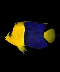 Centropyge bicolor | M