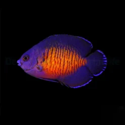 Centropyge bispinosa | M