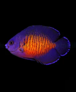 Centropyge bispinosa | M