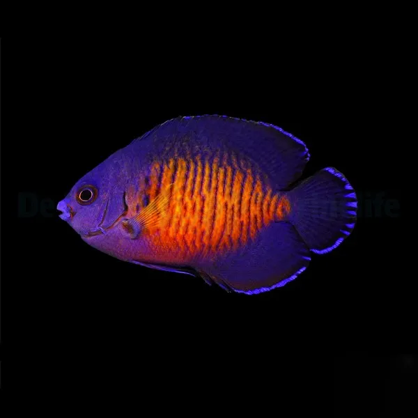 Centropyge bispinosa | L