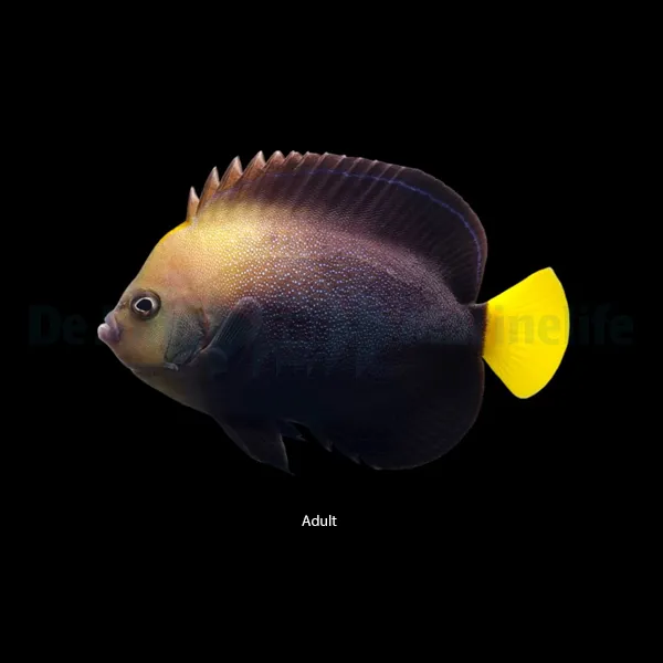 Chaetodontoplus caeruleopunctatus | M