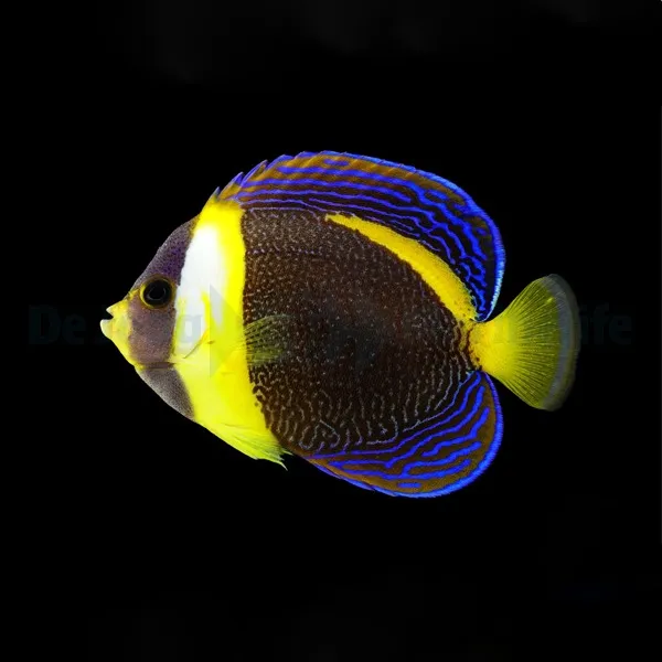 Chaetodontoplus duboulayi (female) | XL