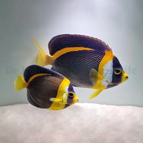 Chaetodontoplus duboulayi (pair) | M