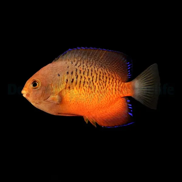 Centropyge ferrugata | M