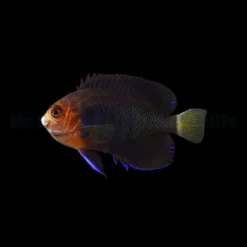 Centropyge flavicauda | S