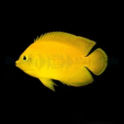 Centropyge heraldi | L