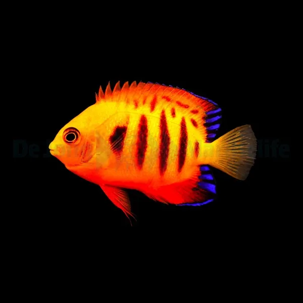 Centropyge loricula | S