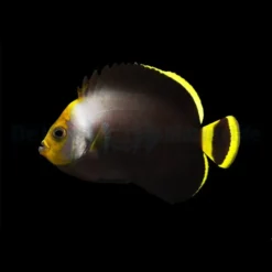 Chaetodontoplus melanosoma | S
