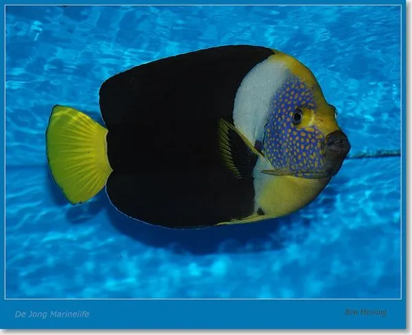Chaetodontoplus meredithi (male) | S/M