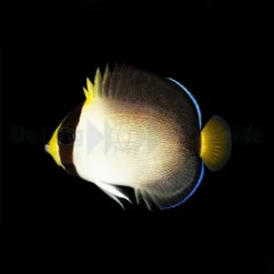 Chaetodontoplus mesoleucus | S