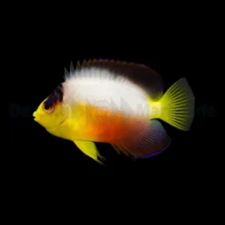 Centropyge multicolor | M