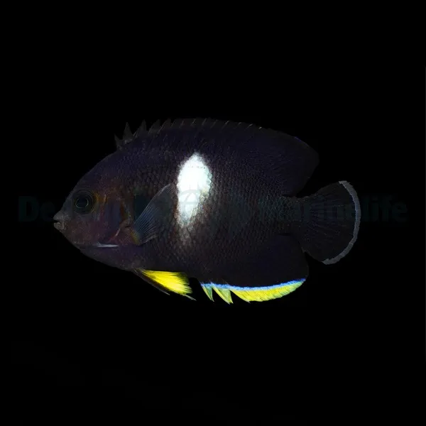 Centropyge tibicen | L