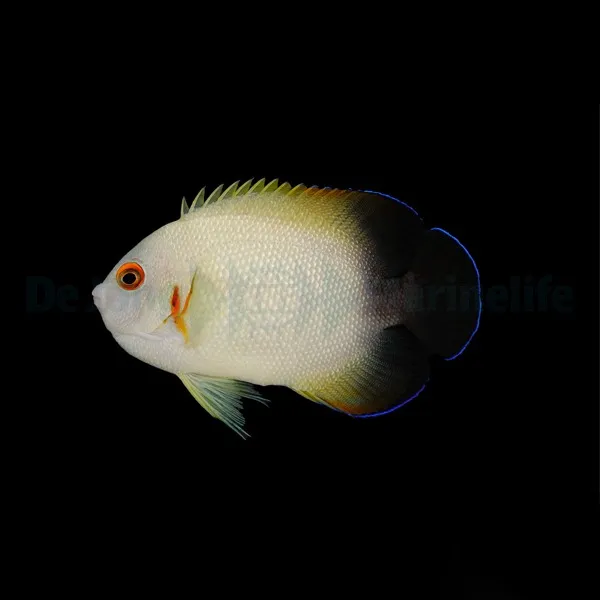 Centropyge vrolikii | S