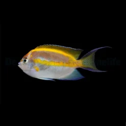 Genicanthus bellus (male) | All sizes