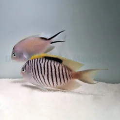 Genicanthus caudovittatus (pair) | All sizes