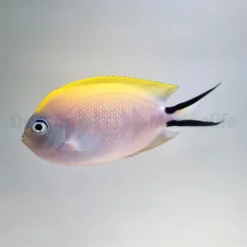 Genicanthus melanospilos (female) | All sizes