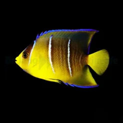 Holacanthus bermudensis | L