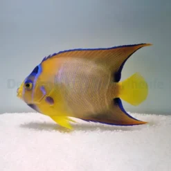 Holacanthus ciliaris | XXL