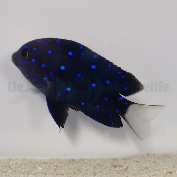 Microspathodon chrysurus | All sizes
