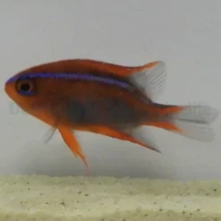 Neoglyphidodon crossi | All sizes