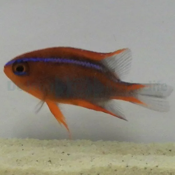 Neoglyphidodon crossi | All sizes