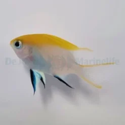 Neoglyphidodon melas | All sizes