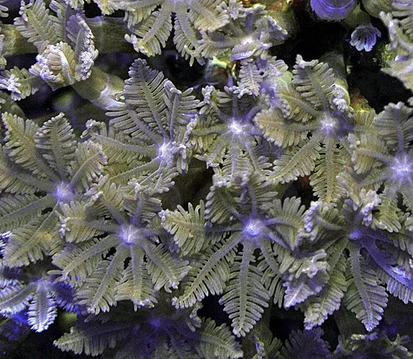 Clavularia spp. | S
