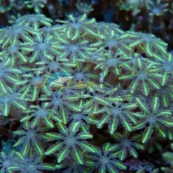 Clavularia spp. (Green) | L