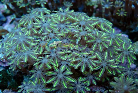 Clavularia spp. (Green) | L