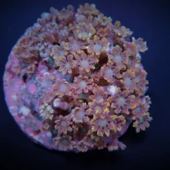 Clavularia spp. (Orange) (Striped) | M