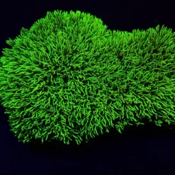 Pachyclavularia violacea (Green) (Grade A) | M