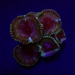 Palythoa grandis | S