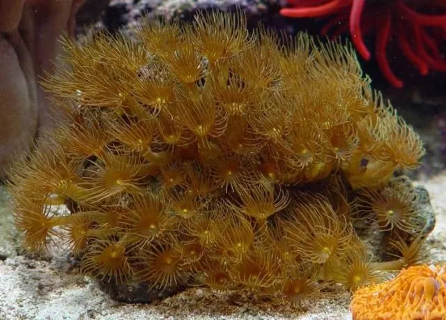 Parazoanthus gracilis (Yellow) | T
